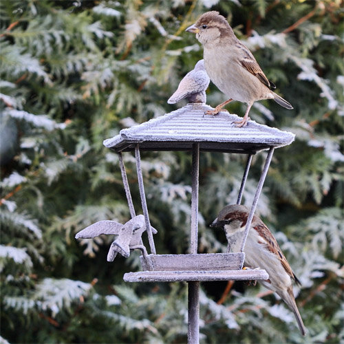 Haussperling auf dem von Frost bedeckten Vogelfutterhäuschen VFH1